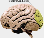 Occipital Lobe
